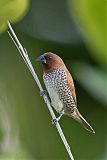 Scaly-breasted Munia